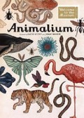 Animalium / illustrated by Katie Scott ; written by Jenny Broom.